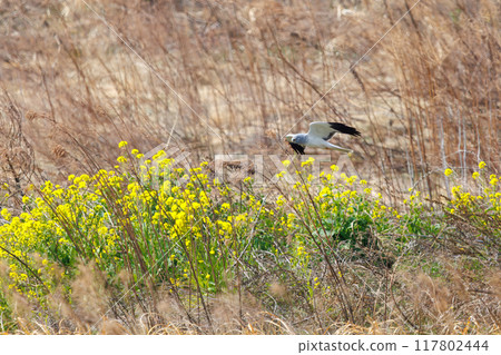 A beautiful northern harrier (Accipitridae) soars over a rapeseed field to hunt. Tone River riverbed, Gunma Prefecture, March 2024 117802444
