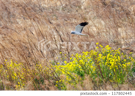一隻美麗的灰鶯（鷹科）飛過油菜花田去捕獵。群馬縣利根川河床 2024 年 3 月 117802445