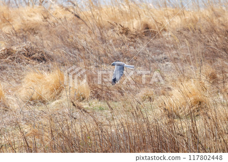 A beautiful northern harrier (Accipitridae) soars over a rapeseed field to hunt. Tone River riverbed, Gunma Prefecture, March 2024 A beautiful northern harrier (Accipitridae) soars over a rapeseed field to hunt. Tone River riverbed, Gunma Prefecture, March 2024 117802448