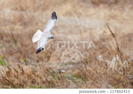 A beautiful northern harrier (Accipitridae) soars over a rapeseed field to hunt. Tone River riverbed, Gunma Prefecture, March 2024 A beautiful northern harrier (Accipitridae) soars over a rapeseed field to hunt. Tone River riverbed, Gunma Prefecture, March 2024 117802453