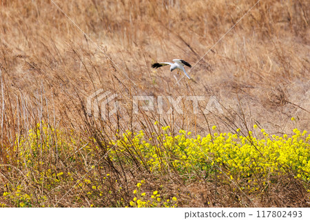 一隻美麗的灰鶯（鷹科）潛入油菜花田捕獵。群馬縣利根川河床 2024 年 3 月 117802493