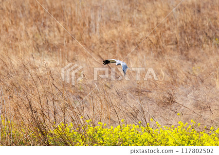 A beautiful northern harrier (Accipitridae) dives into a rapeseed field to hunt. Tone River riverbed, Gunma Prefecture, March 2024 117802502