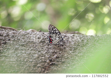 Butterfly on a tree 117802552
