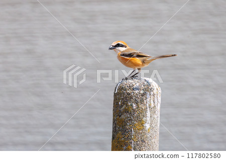 A beautiful shrike (family Shrikeidae) jumps out from a perch. Tone River riverbed, Gunma Prefecture, March 2024 A beautiful shrike (family Shrikeidae) jumps out from a perch. Tone River riverbed, Gunma Prefecture, March 2024 117802580