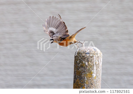 一隻美麗的伯勞(伯勞家族)從棲息處跳出來。群馬縣利根川河床 2024 年 3 月 一隻美麗的伯勞(伯勞家族)從棲息處跳出來。群馬縣利根川河床 2024 年 3 月 117802581