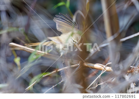 A cute Japanese bush warbler (family Muscicapidae) flies around searching for food in the bushes. Omachi Park Nature Observation Garden, Ichikawa City, Chiba Prefecture, 2024 A cute Japanese bush warbler (family Muscicapidae) flies around searching for food in the bushes. Omachi Park Nature Observation Garden, Ichikawa City, Chiba Prefecture, 2024 117802691
