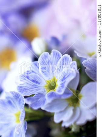 Blue primula on a pastel background 117802811