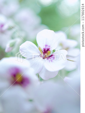 Soft spring-colored pansy geranium 117802814