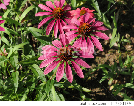 Landscape with Echinacea Landscape with Echinacea 117803129