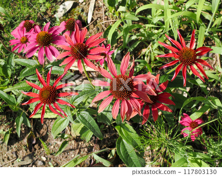 Landscape with Echinacea Landscape with Echinacea 117803130