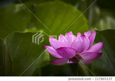 Lotus flowers blooming in a park pond in early summer 117803137