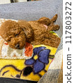 Toy poodle sleeping comfortably on a blanket 117803272
