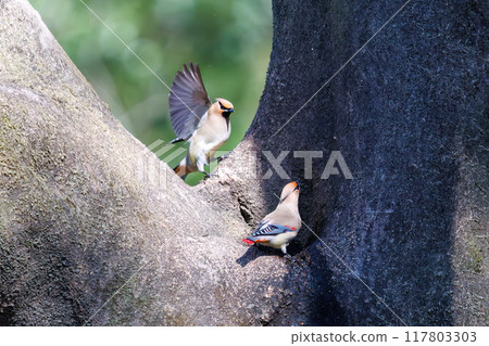A beautiful flock of waxwings (Waxinghamnidae) gathering and sometimes fighting to drink water that has accumulated in a tree hollow. 117803303