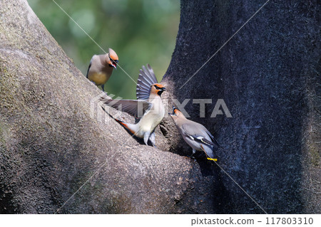 A beautiful flock of waxwings (Waxinghamnidae) gathering and sometimes fighting to drink water that has accumulated in a tree hollow. 117803310