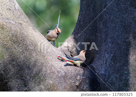 一群美麗的太平鳥和黃色太平鳥（太平鳥科）聚集在一起喝樹洞裡收集的水時會打架。 117803325