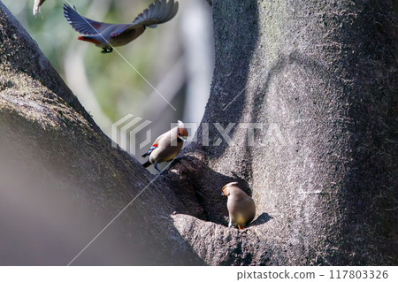 A beautiful flock of waxwings (Waxinghamnidae) gathering and sometimes fighting to drink water that has accumulated in a tree hollow. 117803326
