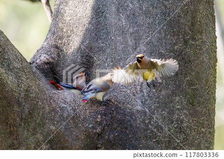A beautiful flock of waxwings (Waxinghamnidae) gathering and sometimes fighting to drink water that has accumulated in a tree hollow. A beautiful flock of waxwings (Waxinghamnidae) gathering and sometimes fighting to drink water that has accumulated in a tree hollow. 117803336