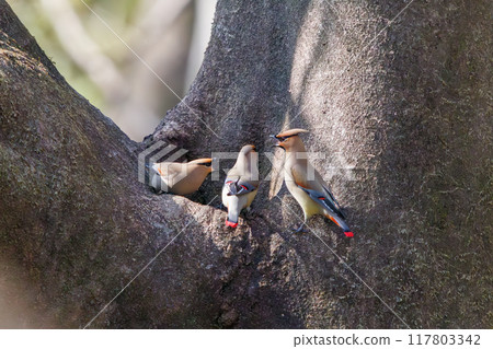 一群美麗的太平鳥和黃色太平鳥（太平鳥科）聚集在一起喝樹洞裡收集的水時會打架。 117803342
