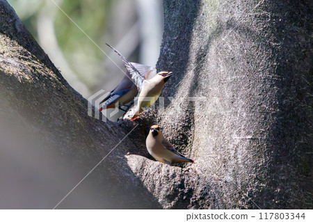A beautiful flock of waxwings (Waxinghamnidae) gathering and sometimes fighting to drink water that has accumulated in a tree hollow. 117803344