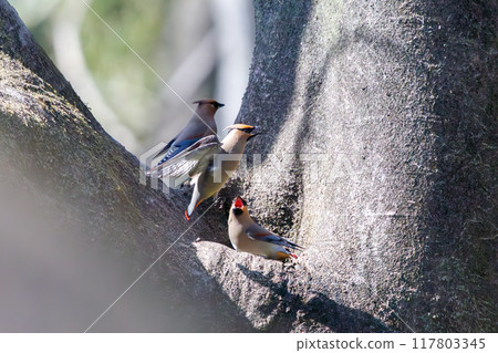 一群美麗的太平鳥和黃色太平鳥（太平鳥科）聚集在一起喝樹洞裡收集的水時會打架。 117803345