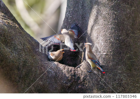 一群美麗的太平鳥和黃色太平鳥（太平鳥科）聚集在一起喝樹洞裡收集的水時會打架。 117803346