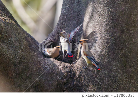 一群美麗的太平鳥和黃色太平鳥（太平鳥科）聚集在一起喝樹洞裡收集的水時會打架。 117803355