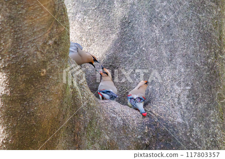 一群美麗的太平鳥和黃色太平鳥（太平鳥科）聚集在一起喝樹洞裡收集的水時會打架。 117803357
