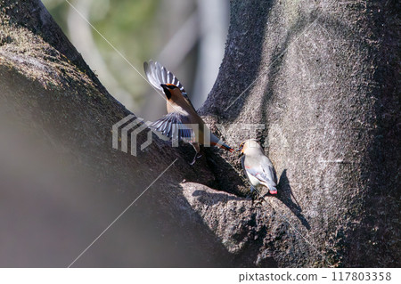 A beautiful flock of waxwings (Waxinghamnidae) gathering and sometimes fighting to drink water that has accumulated in a tree hollow. 117803358