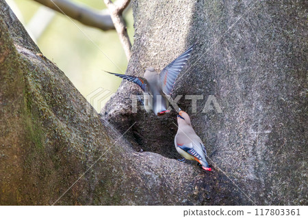 一群美麗的太平鳥和黃色太平鳥(太平鳥科)聚集在一起喝樹洞裡收集的水時會打架。 一群美麗的太平鳥和黃色太平鳥(太平鳥科)聚集在一起喝樹洞裡收集的水時會打架。 117803361