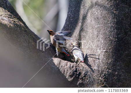 一群美麗的太平鳥和黃色太平鳥(太平鳥科)聚集在一起喝樹洞裡收集的水時會打架。 一群美麗的太平鳥和黃色太平鳥(太平鳥科)聚集在一起喝樹洞裡收集的水時會打架。 117803369