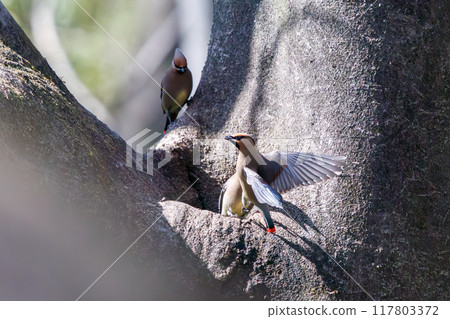 A beautiful flock of waxwings (Waxinghamnidae) gathering and sometimes fighting to drink water that has accumulated in a tree hollow. 117803372