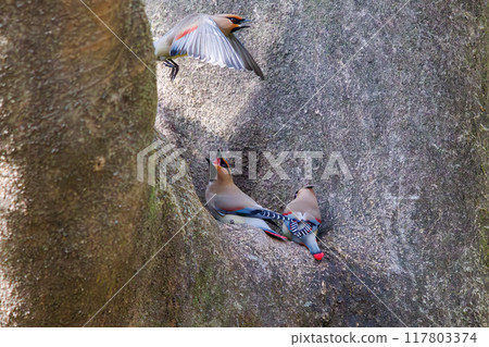一群美麗的太平鳥和黃色太平鳥（太平鳥科）聚集在一起喝樹洞裡收集的水時會打架。 117803374