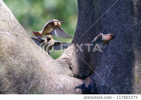 一群美麗的太平鳥和黃色太平鳥（太平鳥科）聚集在一起喝樹洞裡收集的水時會打架。 117803375