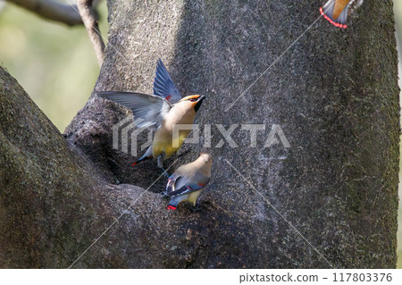 A beautiful flock of waxwings (Waxinghamnidae) gathering and sometimes fighting to drink water that has accumulated in a tree hollow. 117803376