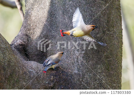 A beautiful flock of waxwings (Waxinghamnidae) gathering and sometimes fighting to drink water that has accumulated in a tree hollow. 117803380