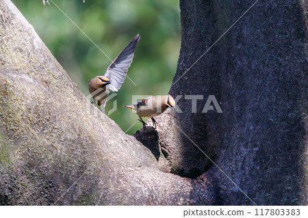 A beautiful flock of waxwings (Waxinghamnidae) gathering and sometimes fighting to drink water that has accumulated in a tree hollow. 117803383