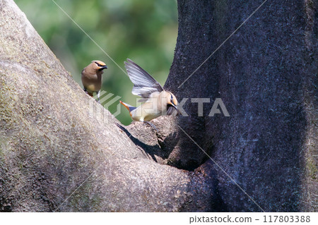 A beautiful flock of waxwings (Waxinghamnidae) gathering and sometimes fighting to drink water that has accumulated in a tree hollow. 117803388