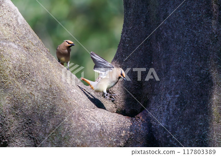 A beautiful flock of waxwings (Waxinghamnidae) gathering and sometimes fighting to drink water that has accumulated in a tree hollow. 117803389