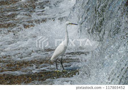 京都市鴨川市堰下以小魚為目標的白鷺鷥（小白鷺） 117803452