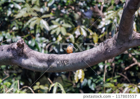 一隻可愛的翠鳥盤旋捕捉食物（Alcedae）日本埼玉縣熊谷市荒川大麻公園 117803557