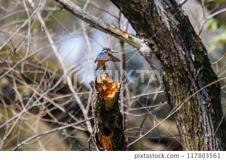 一隻可愛的翠鳥盤旋捕捉食物（Alcedae）日本埼玉縣熊谷市荒川大麻公園 117803561