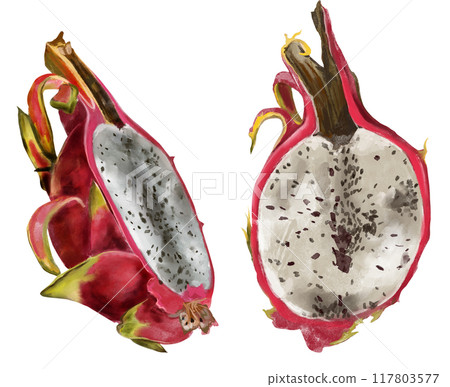 Pitaya, pink dragon fruit, hand painted with watercolor. Exotic tropical ripe fruit in realistic style. Exotic fruit for packaging, menu, design. 117803577