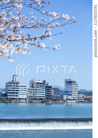 Cherry blossoms and hotel street at Mikumagawa Park in Taichi 117803591