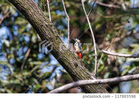 美麗的紅頭啄木鳥(啄木鳥家族)日本埼玉縣熊谷市荒川大麻公園 2024 年 4 月 美麗的紅頭啄木鳥(啄木鳥家族)日本埼玉縣熊谷市荒川大麻公園 2024 年 4 月 117803598