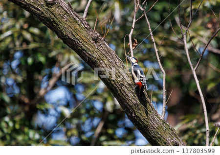 Beautiful Great Spotted Woodpecker (Picidae) Arakawa Oaso Park, Kumagaya City, Saitama Prefecture, Japan April 2024 117803599