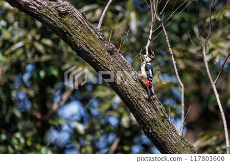 Beautiful Great Spotted Woodpecker (Picidae) Arakawa Oaso Park, Kumagaya City, Saitama Prefecture, Japan April 2024 Beautiful Great Spotted Woodpecker (Picidae) Arakawa Oaso Park, Kumagaya City, Saitama Prefecture, Japan April 2024 117803600