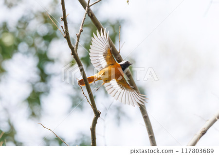 A cute Daurian redstart (Flycatcher family) taking off and flying. Arakawa Oaso Park, Kumagaya City, Saitama Prefecture, April 2024 117803689