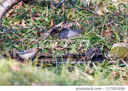 A beautiful flock of waxwings (Waxing Waxwing Family) gather and sometimes fight to drink from a spring, Kumagaya City, Saitama Prefecture 117803886