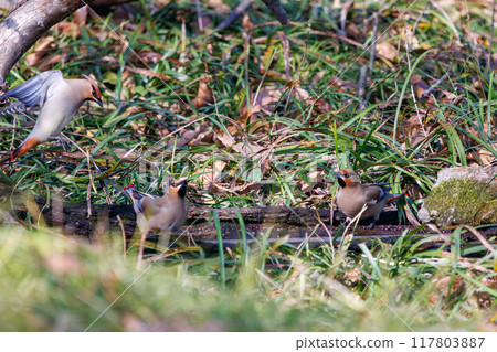 A beautiful flock of waxwings (Waxing Waxwing Family) gather and sometimes fight to drink from a spring, Kumagaya City, Saitama Prefecture 117803887