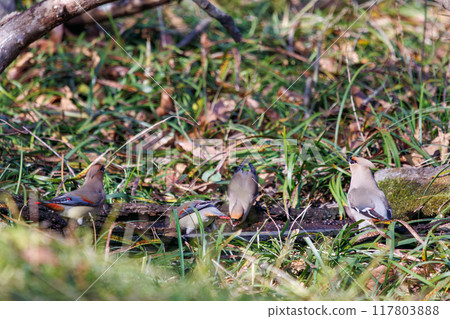 A beautiful flock of waxwings (Waxing Waxwing Family) gather and sometimes fight to drink from a spring, Kumagaya City, Saitama Prefecture 117803888